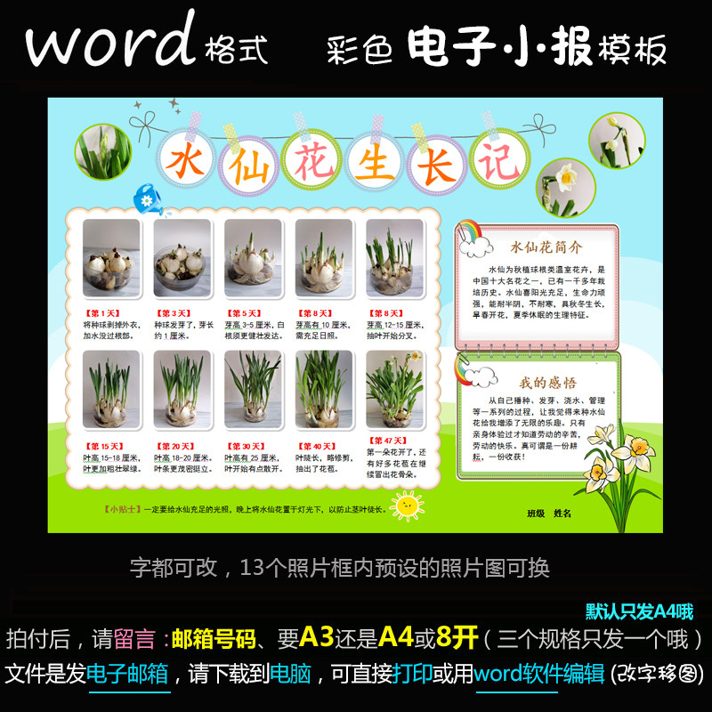 z120电子手抄报word模版植物萌发简报观察水培水仙花生长记小报