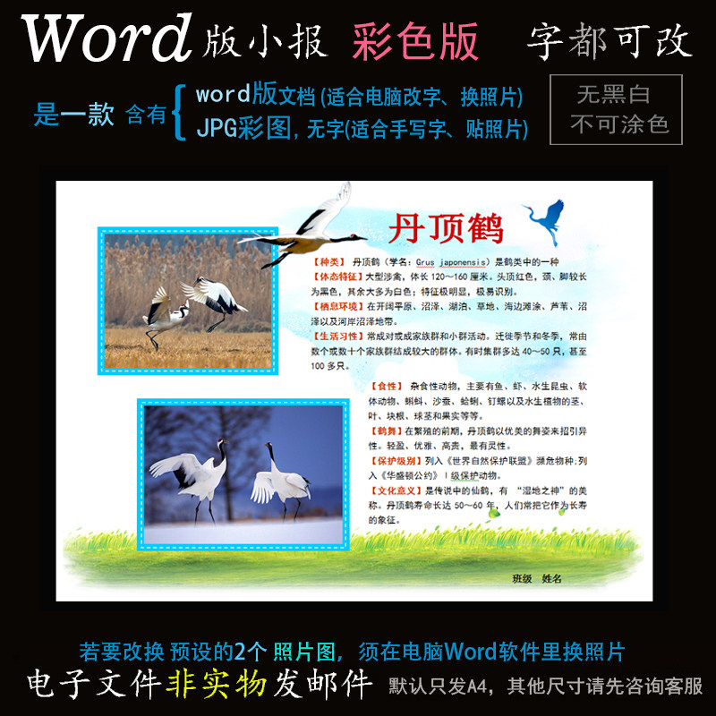 d105丹顶鹤小报电子版word模版电脑手抄报保护濒危动物简报