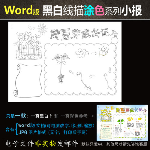 Hb114黄豆芽黑白线条word版电子小报涂色手抄报植物黄豆生成长记