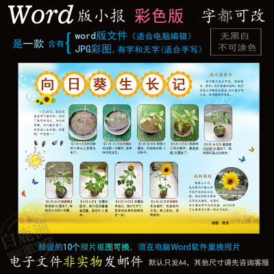 z133向日葵生长电子小报word模板电脑手抄报植物种子成长观察简报