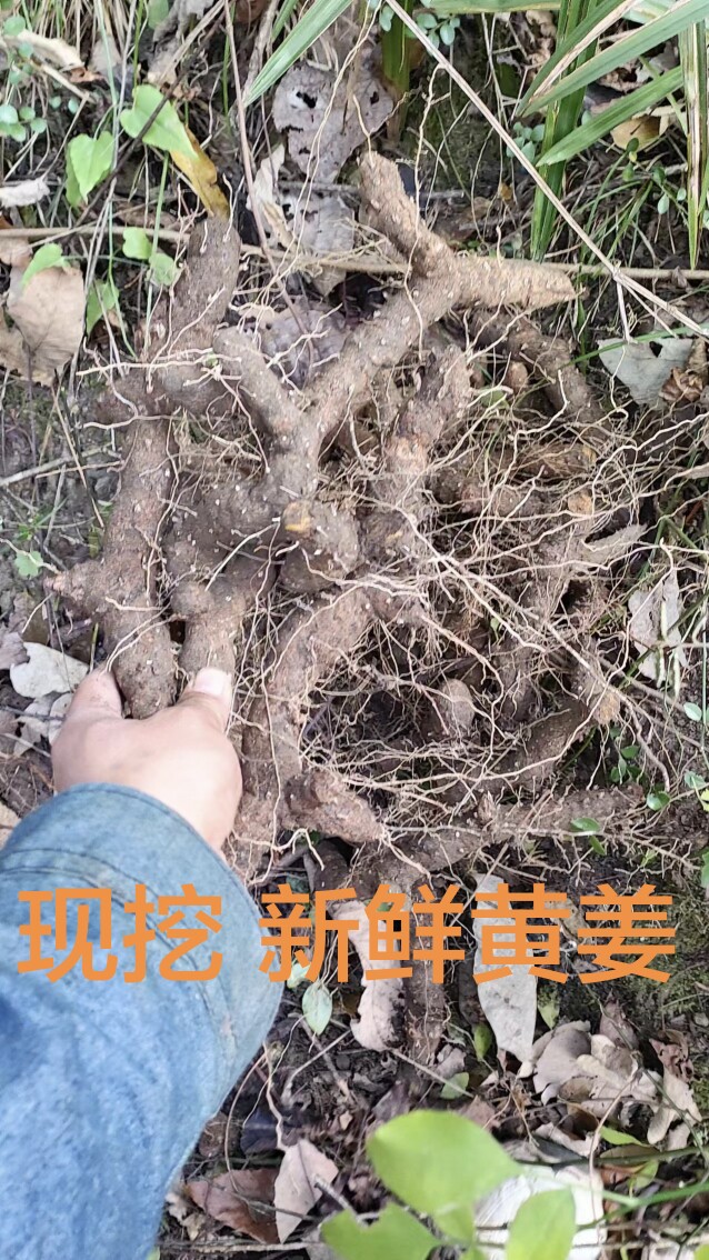 新鲜中药材 中药材正宗黄姜 火头根 火藤根 黄姜新鲜黄姜 深山
