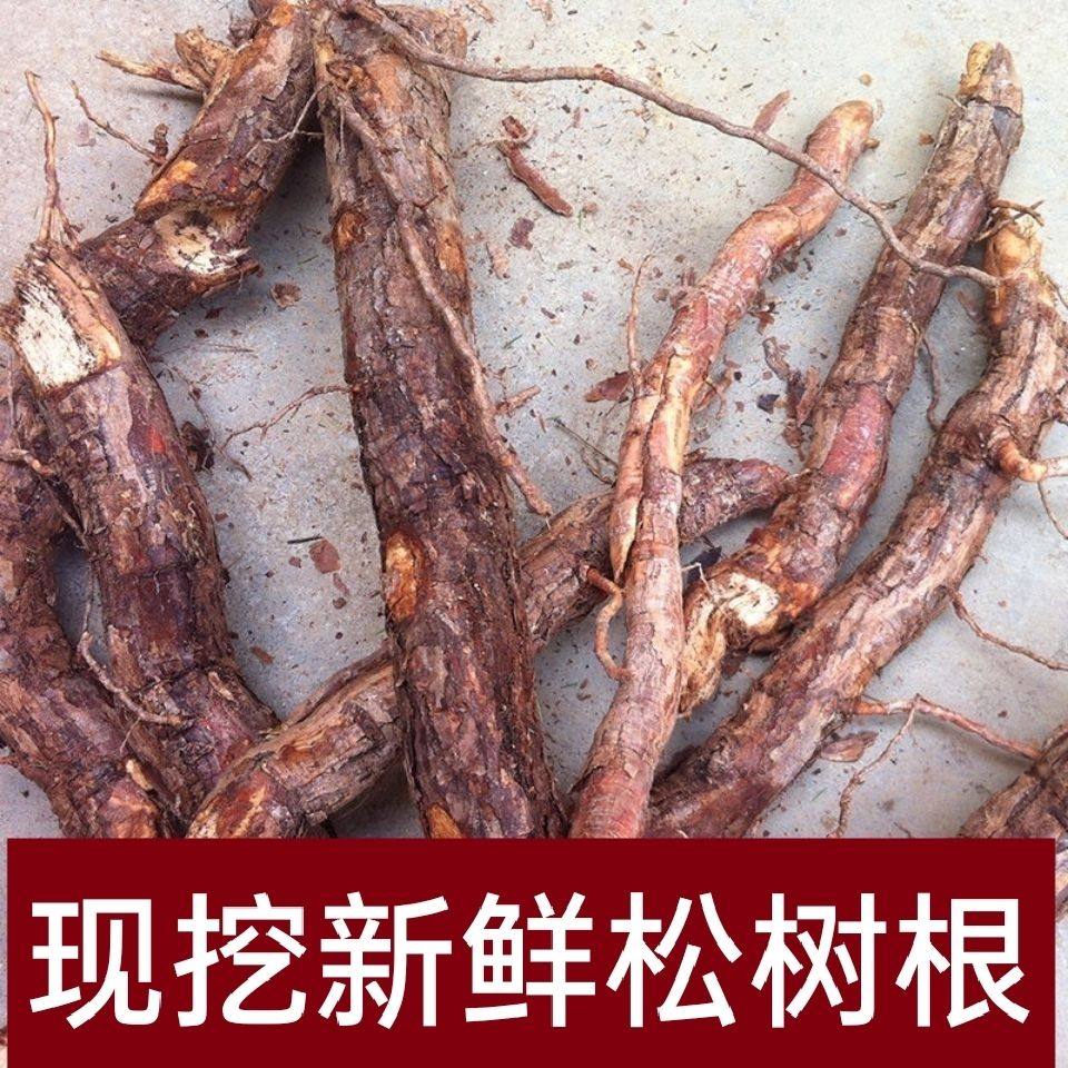 现挖新鲜松树根茎 新鲜马尾二针松树根探脚 松木脚松树根鲜根