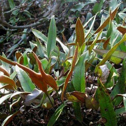 中药材新鲜石韦 刀口药 中药材石苇 现采现发 刀尖草