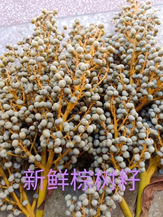 新鲜野生棕树籽串珠子 做串珠棕榈子棕榈果 败棕子 棕树果中药材