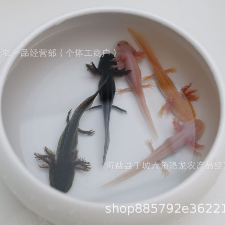 网红六角恐龙鱼淡水冷水鱼观赏鱼好养宠物鱼