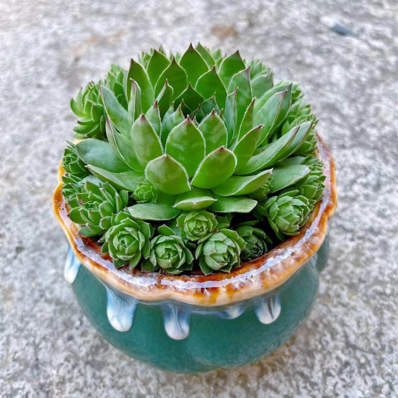 子孙满堂多肉植物观音莲室内防辐射花卉盆栽四季好养花草室内绿植