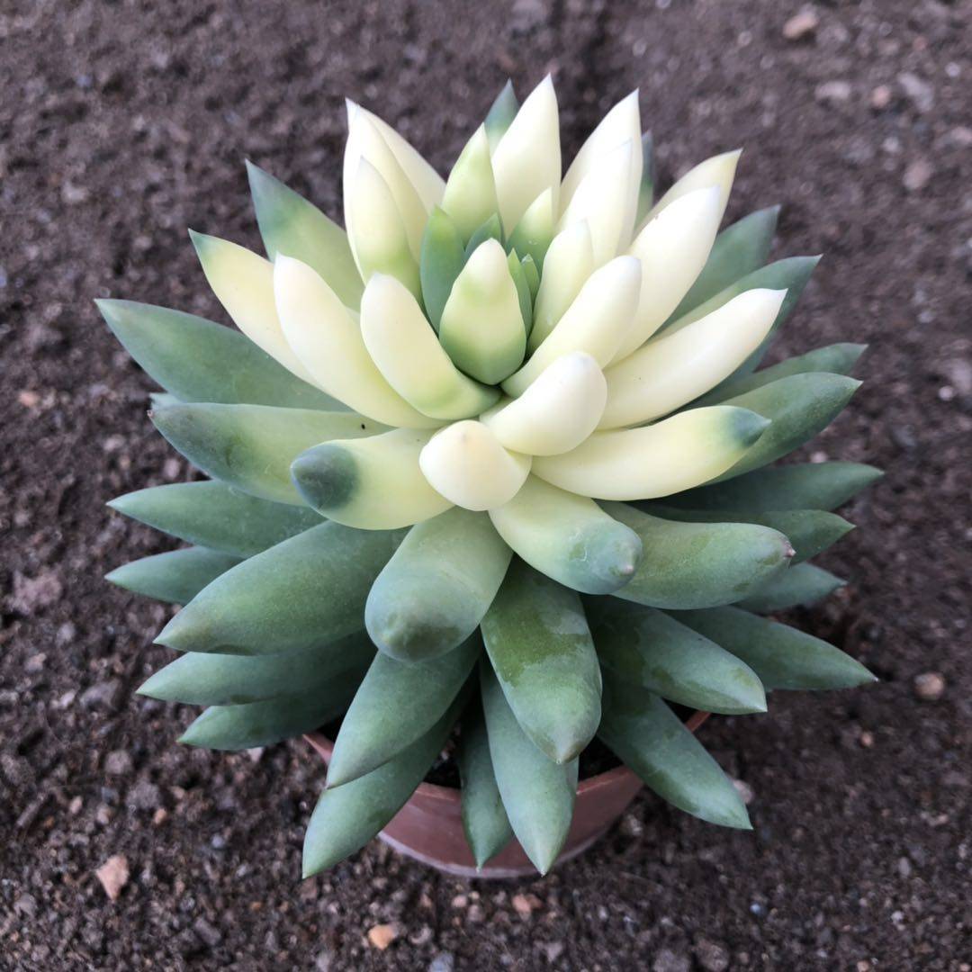 玉珠莲千佛手 多肉植物组合盆栽 防辐射新手种植 萌萌肉肉绿植