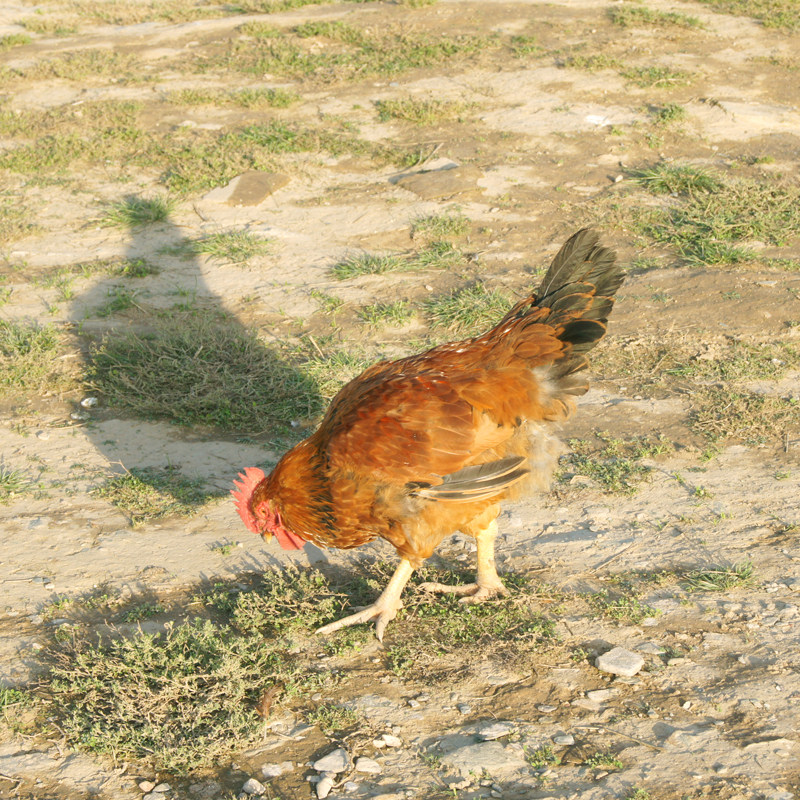 古浪县山漠土鸡农家自养土鸡原生态散养土公鸡8月龄5斤左右