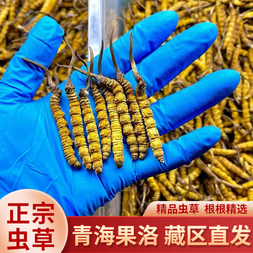 正宗青海果洛头期精选冬虫夏草高原野生藏草干虫草无断草藏区直发