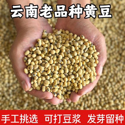 云南老品种黄豆带黑脐椭圆本地新黄豆打豆浆发豆芽做豆腐杂粮豆类
