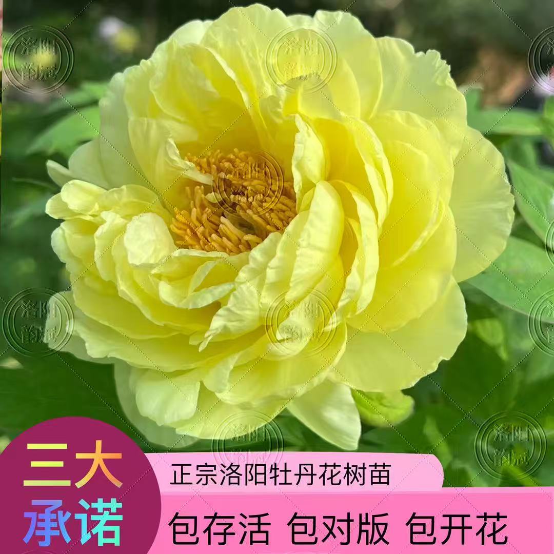 洛阳发货，正宗洛阳观赏牡丹花苗
