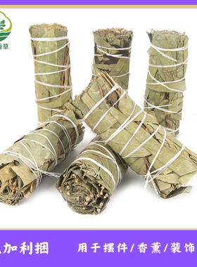 尤加利柠檬桉树叶植物草仗Eucalyptus robusta Smith烟熏净化空间