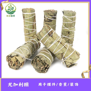 尤加利柠檬桉树叶植物草仗Eucalyptus robusta Smith烟熏净化空间