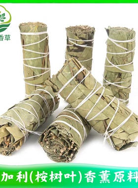 尤加利柠檬桉树叶植物草仗Eucalyptus robusta Smith烟熏净化空间