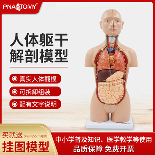 人体解剖模型儿童玩具全身医学3D可拆卸DIY身体器官构造科普礼品