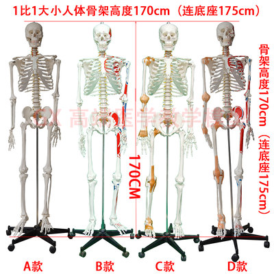 GX1比1真人大小k骨架模型人体骨骼170cm175cm医用推拿针灸包