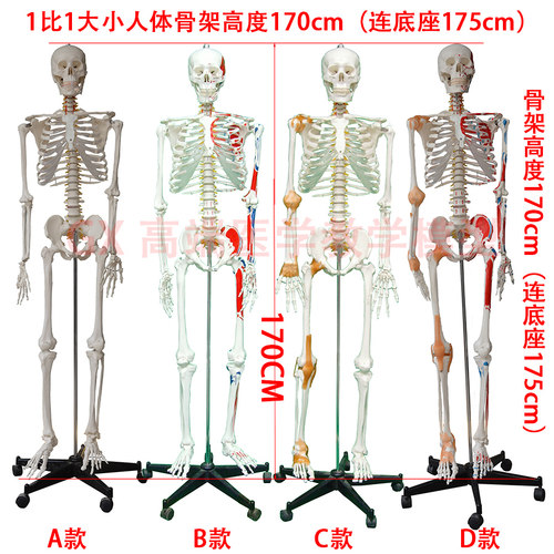 GX 1比1真人大小骨架模型 人体骨骼170cm175cm 医用推拿针灸 包邮 - 封面