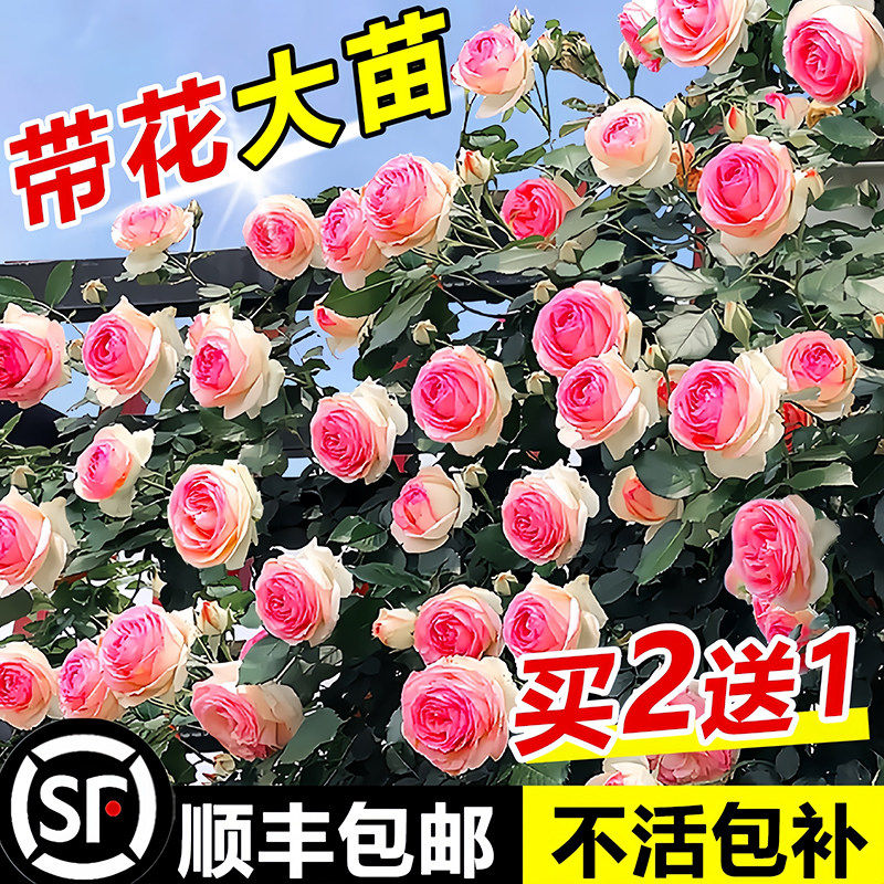 蔷薇花苗藤本月季花特大花爬藤老桩玫瑰花苗四季开花庭院爬藤植物