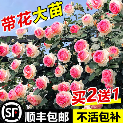 蔷薇花苗藤本月季花特大花爬藤老桩玫瑰花苗四季开花庭院爬藤植物