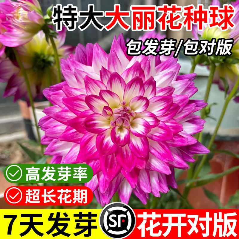 大丽花种球四季花卉盆栽室内外地栽大丽菊地瓜花重瓣球根花卉植物