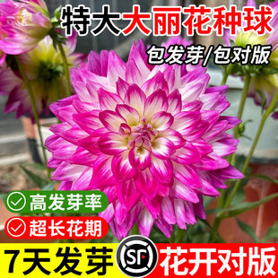 大丽花种球四季花卉盆栽室内外地栽大丽菊地瓜花重瓣球根花卉植物