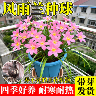 风雨兰大种球重瓣四季开花清香葱兰韭兰石蒜盆栽阳台庭院花卉绿植
