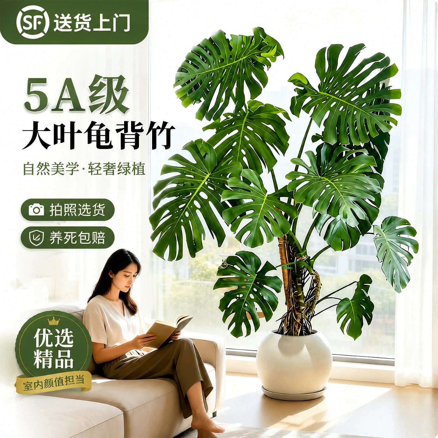 龟背竹客厅大盆栽室内大型绿植老桩大叶办公室高级感落地好养植物图片