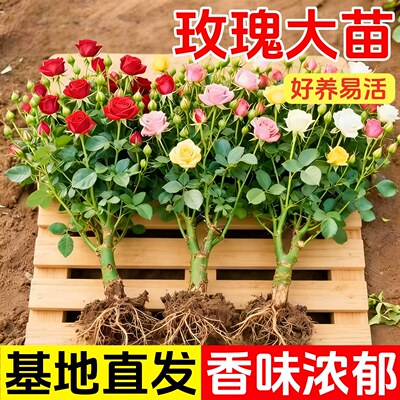玫瑰花苗老桩盆栽花卉多季节开花绿植物月季蔷薇老根阳台四季种植