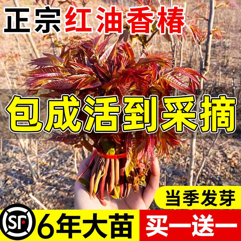 正宗红油香椿树苗矮化食用香春树苗四川春芽南方种植果树果苗盆栽