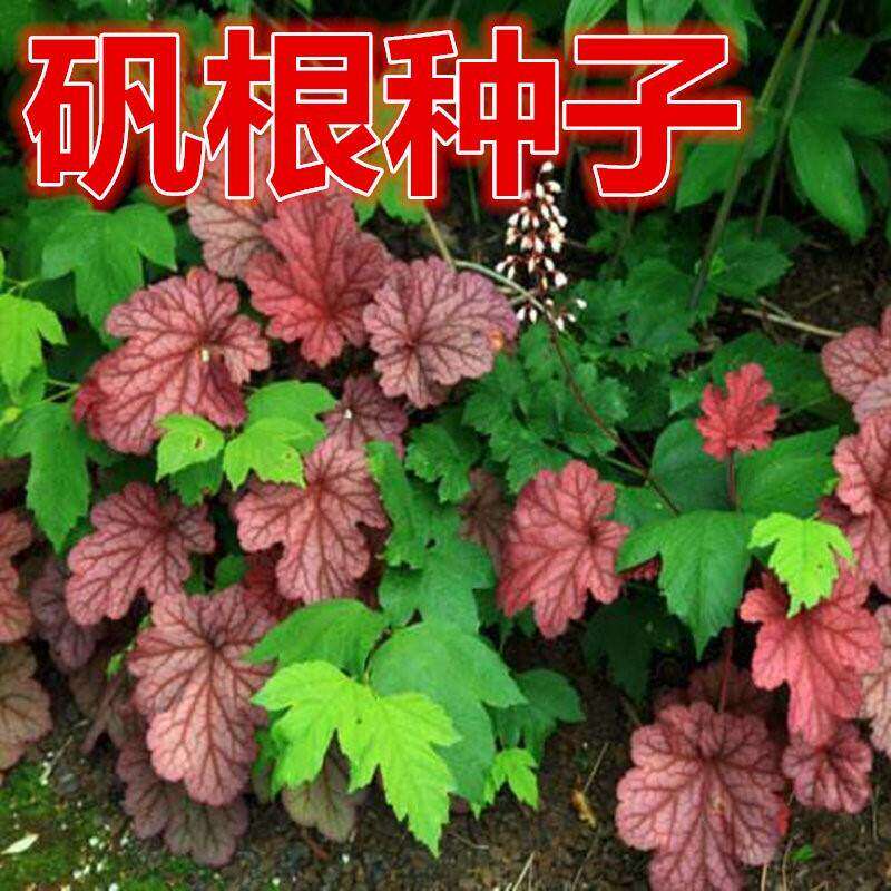 矾根种子 盆栽花种子 进口 珊瑚玲种子 彩叶草种子 地被植物