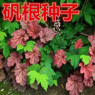 矾根种子 盆栽花种子 进口 珊瑚玲种子 彩叶草种子 地被植物