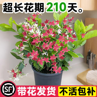 使君子盆栽花苗重瓣花卉庭院阳台花卉室内花卉围墙水君子爬藤植物