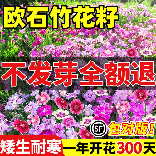 欧石竹花籽子耐寒矮生五彩石竹花种孑阳台庭院室内外四季播种开花