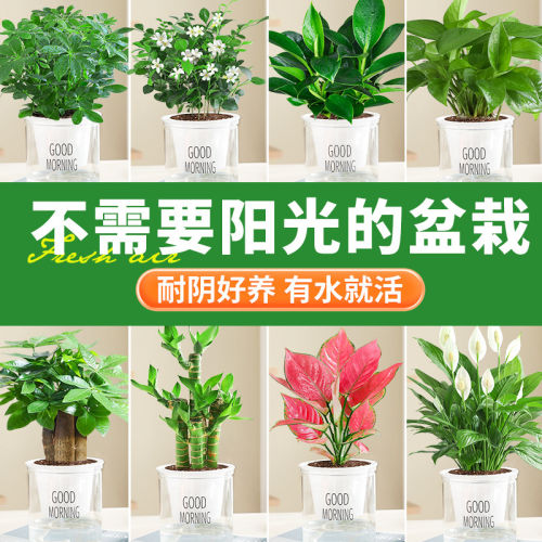 不需要阳光的盆栽室内桌面花卉水培吊兰绿萝发财树植物懒人绿植物