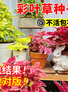 彩叶草花种子孓四季种矾根花籽观叶花卉花苗植物耐寒耐热阳台盆栽