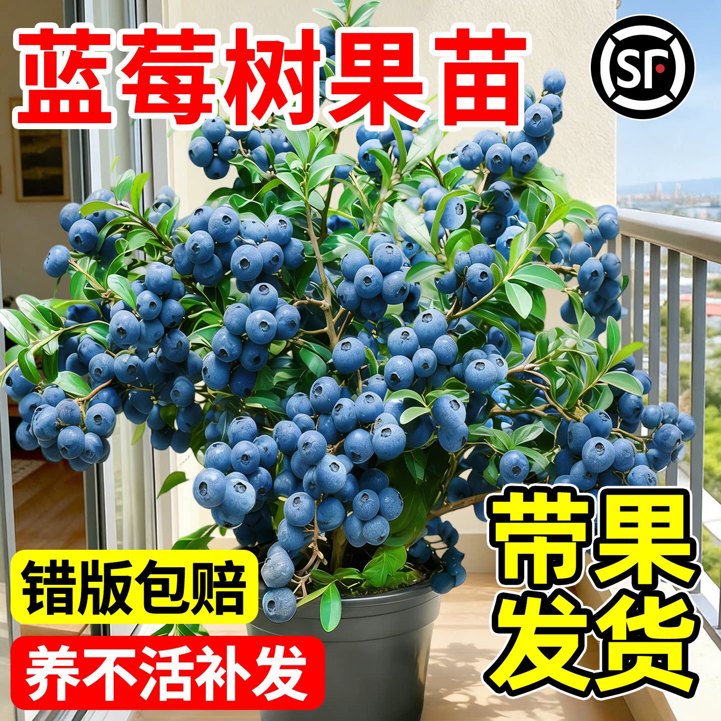 蓝莓树果苗带果蓝莓苗盆栽果树苗当年结果南北方种植车厘子四季种