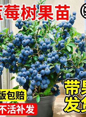 蓝莓树果苗带果蓝莓苗盆栽果树苗当年结果南北方种植车厘子四季种