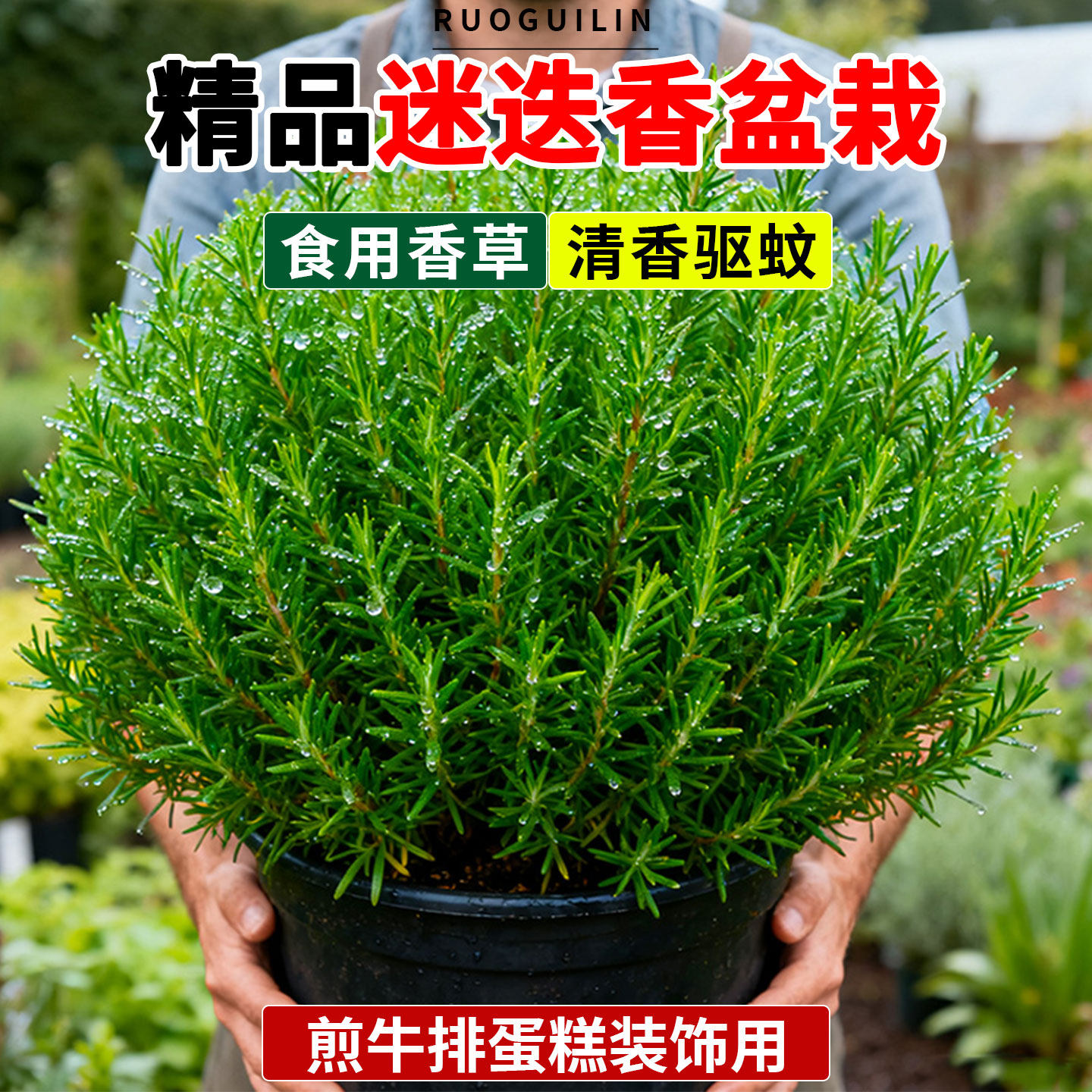 迷迭香盆栽可食用煎牛排用新鲜香草苗清香驱蚊地栽烘培蛋糕装饰叶图片