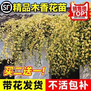 重瓣黄木香爬藤植物红白木香室内外阳台庭院花卉绿植四季开花好养