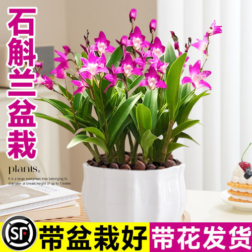 香水石斛兰盆栽带花苞浓香型花卉室内水培植物四季开花好养活绿植