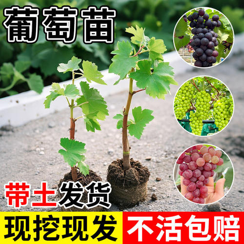 葡萄苗带土发货巨峰阳光玫瑰葡萄苗蓝宝石爬藤南北方种植当年结果