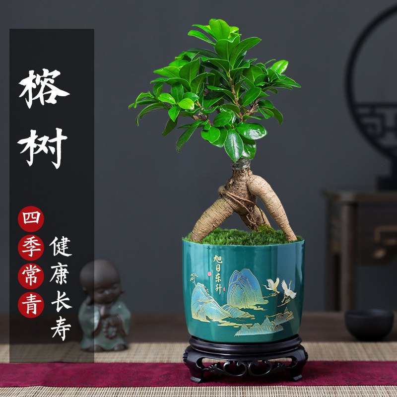 榕树盆景植物室内客厅四季常青绿植小叶金钱人参老桩好养树苗盆栽
