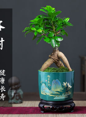 榕树盆景植物室内客厅四季常青绿植小叶金钱人参老桩好养树苗盆栽