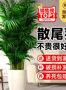 散尾葵植物盆栽客厅大型绿植室内落地办公室凤尾竹子天堂鸟真花卉