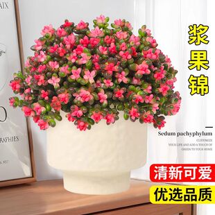 彩色浆果锦多肉植物珊瑚珠锦多肉盆栽红色虹之玉多肉好养活盆栽