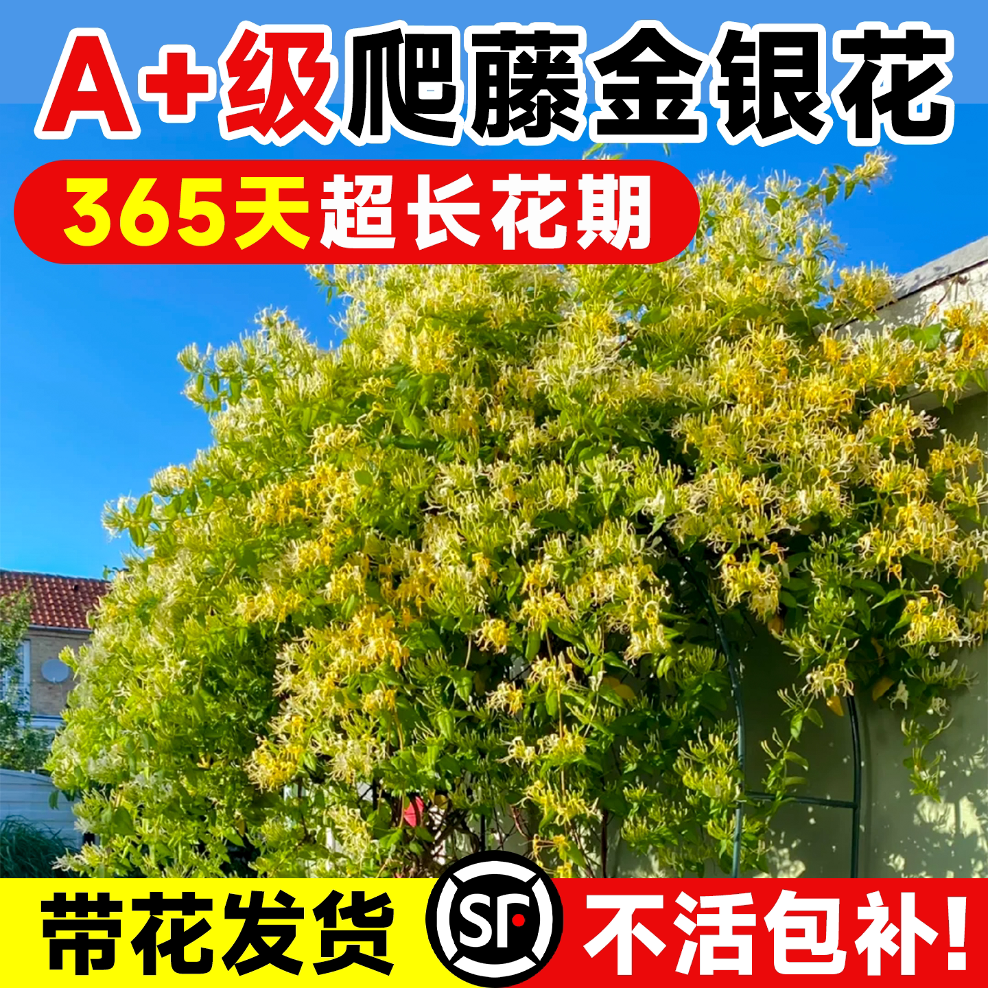 金银花树苗盆栽带花浓香型阳台可观赏食用老桩四季开爬藤花卉植物