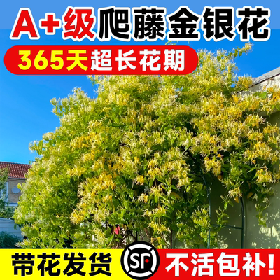 金银花树苗盆栽带花浓香型阳台可观赏食用老桩四季开爬藤花卉植物
