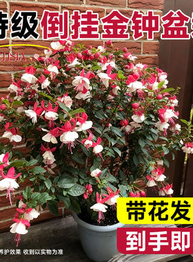 倒挂金钟盆栽带花苞四季好养灯笼花宝莲大苗灯阳台观赏花绿植花卉
