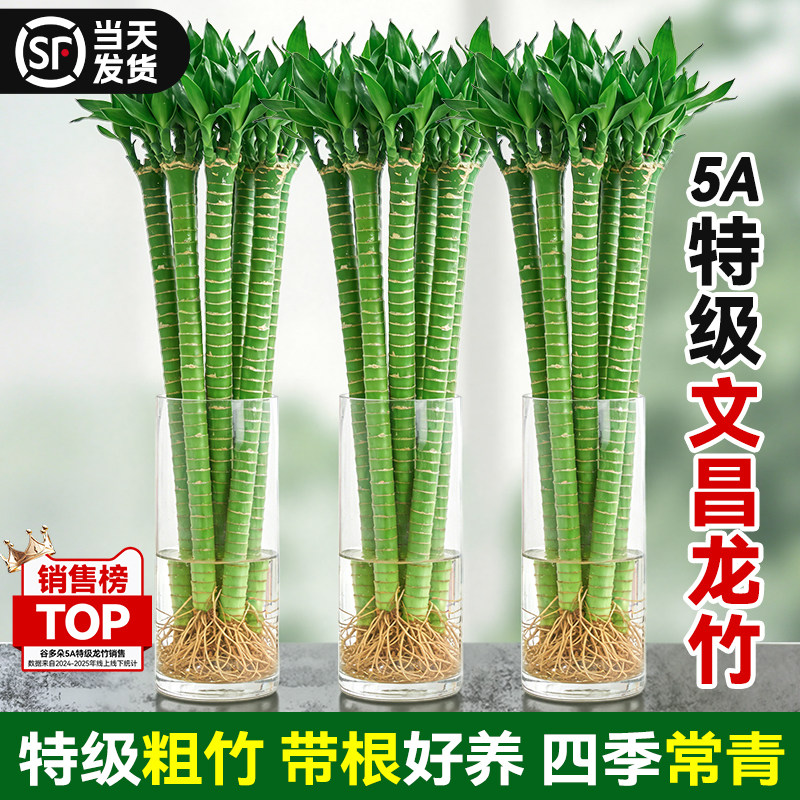 龙竹文昌竹粗枝水培带根植物观音竹转运竹富贵竹室内好养招财绿植图片