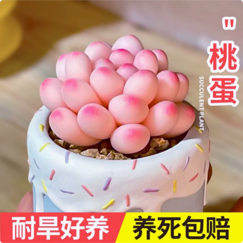 新手多肉植物小盆栽阳台套装组合网红套餐绿植花卉植物好养包邮